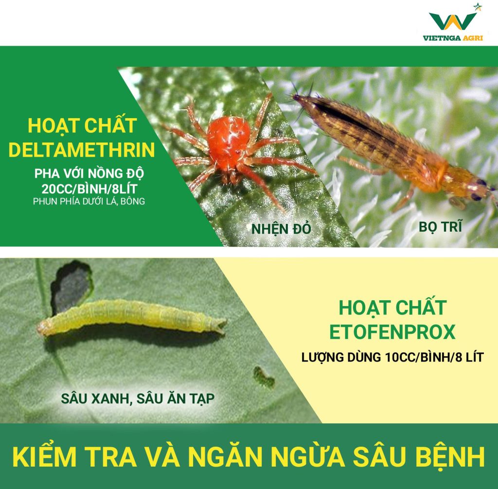 Kỹ Thuật Trồng Và Phân Bón Cho Cây Sen Lấy Hạt