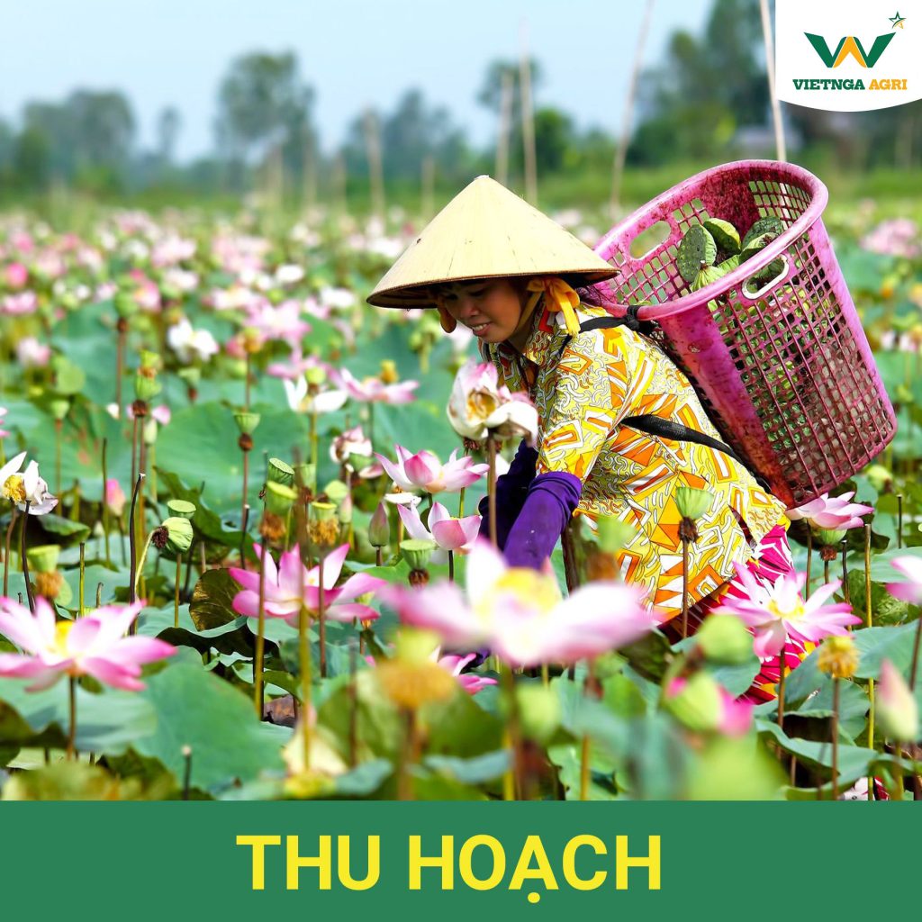 Kỹ Thuật Trồng Và Phân Bón Cho Cây Sen Lấy Hạt