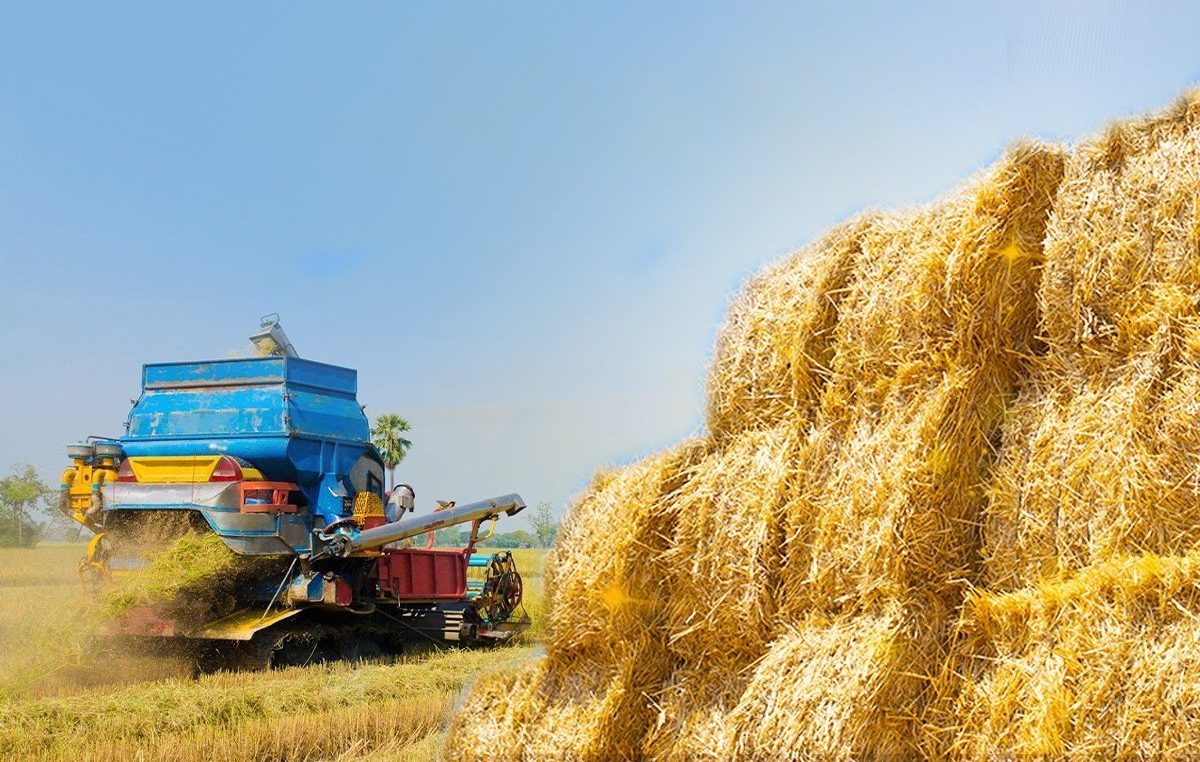 giá thu mua rơm rạ tăng