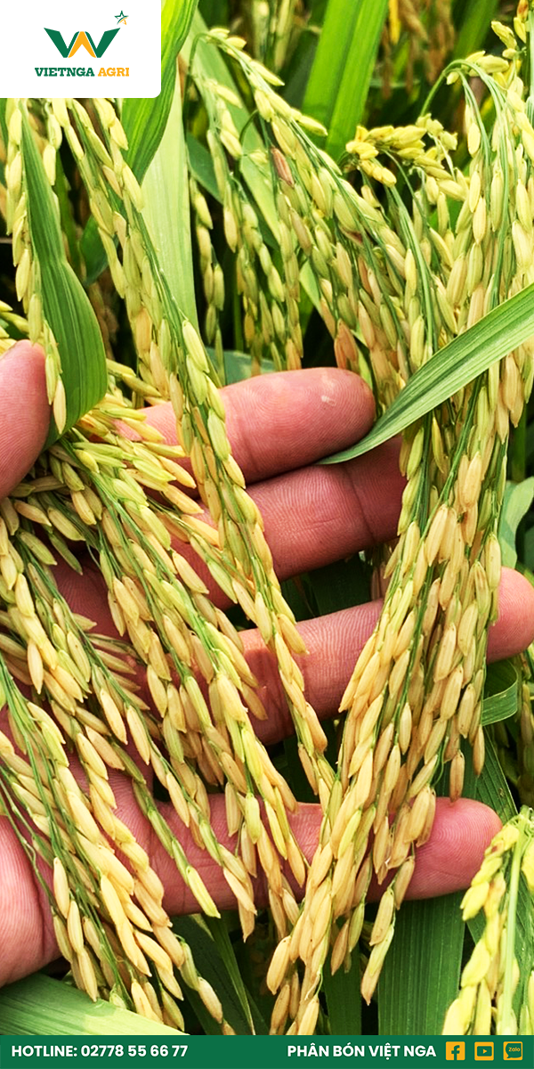 năng suất lúa cao dùng phân bón Việt Nga