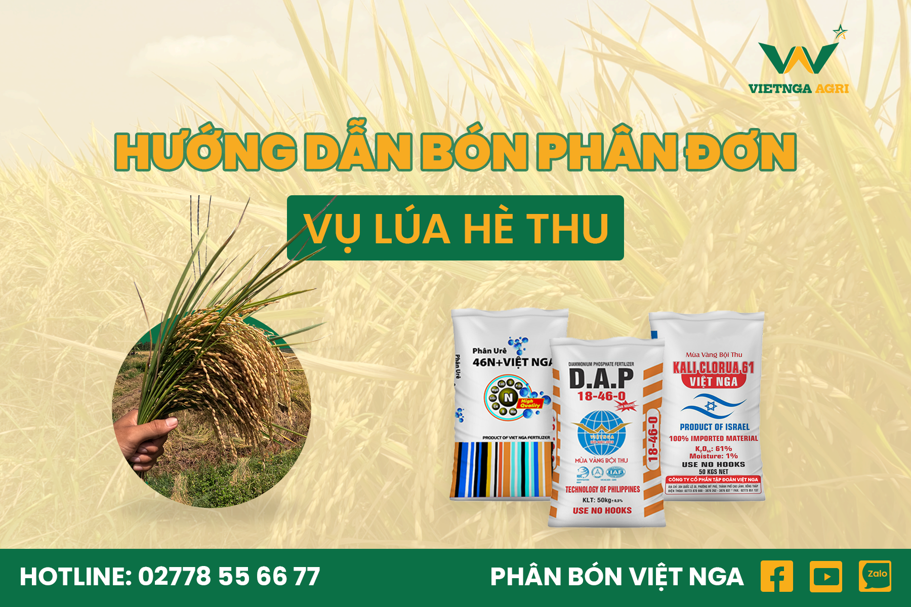 Hướng Dẫn Bón Phân Đơn Trong Vụ Lúa Hè Thu