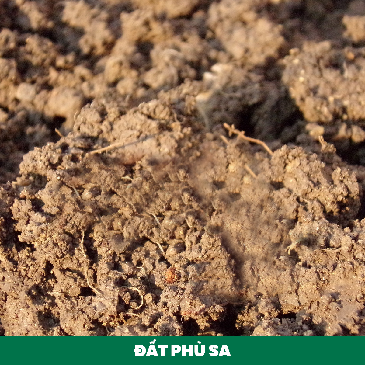 đất phù sa - đất trồng và cây trồng phù hợp - phân bón việt nga