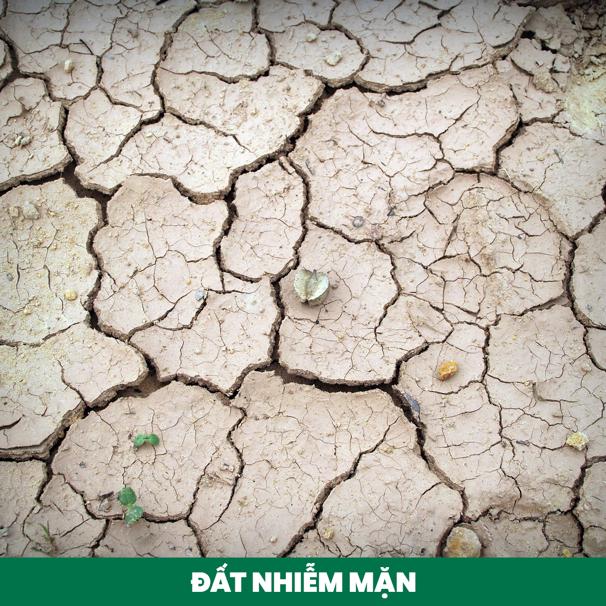 đất mặn - đất trồng và cây trồng phù hợp - phân bón việt nga