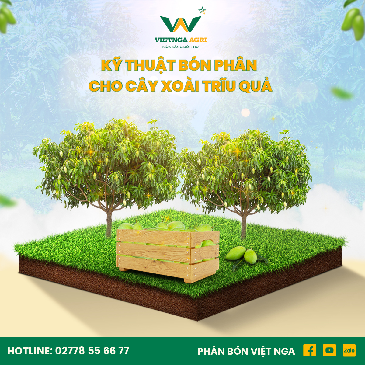 Kỹ Thuật Trồng Và Sử dụng Phân Bón Cho Cây Xoài Trĩu Quả