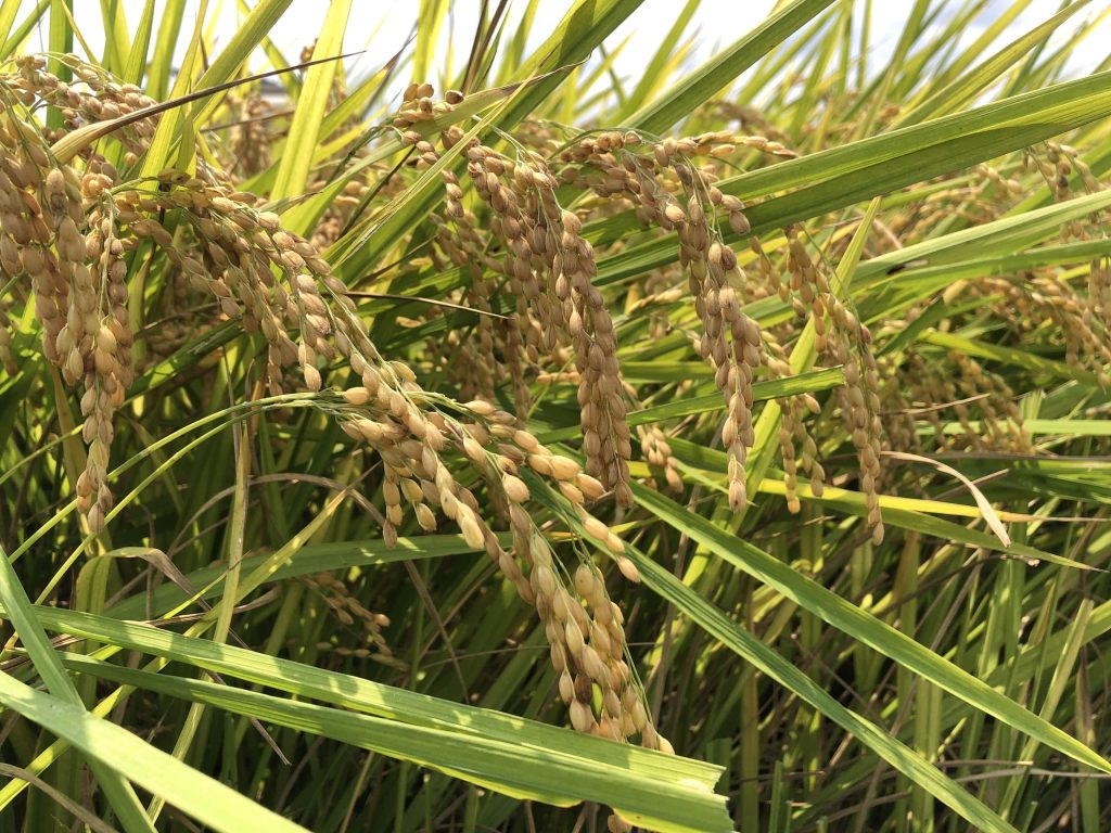 lúa nhật năng suất cao