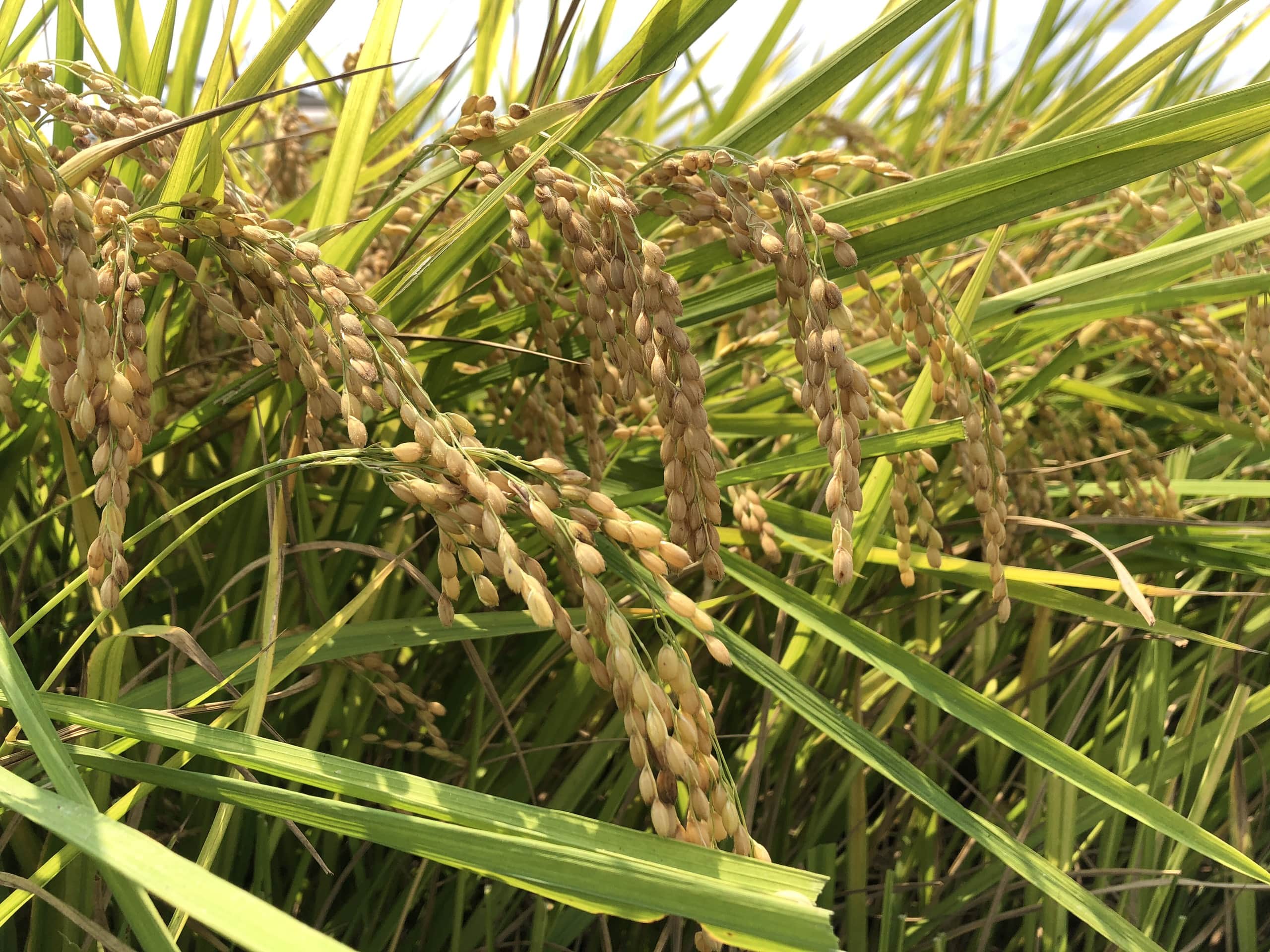 lúa nhật năng suất cao