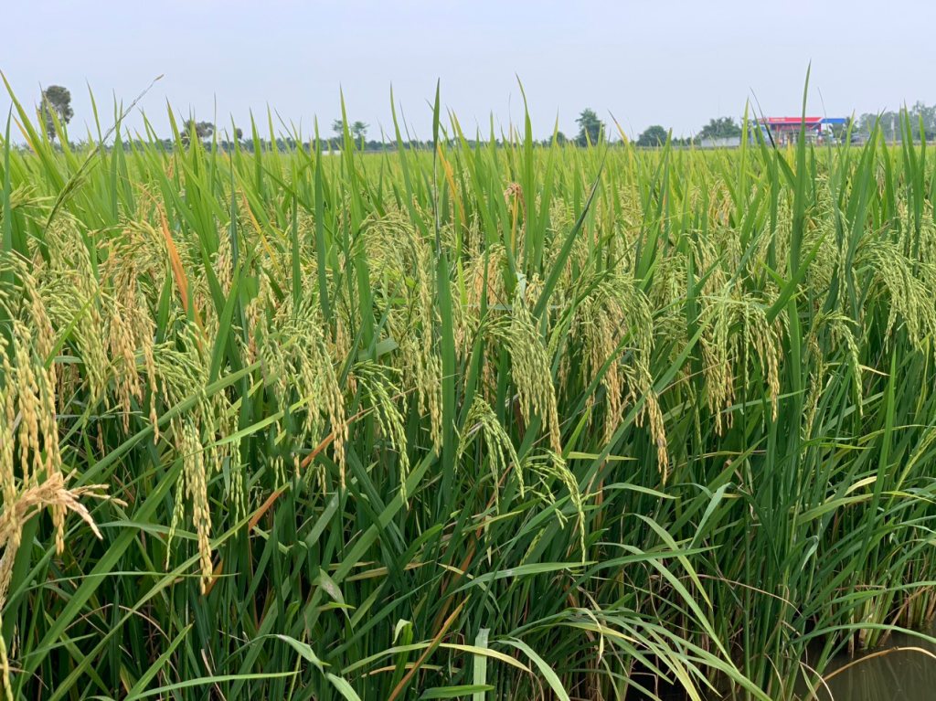 năng suất lúa cao cùng phân bón việt nga