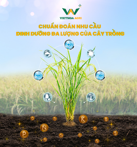 nhu cầu dinh dưỡng cây trồng