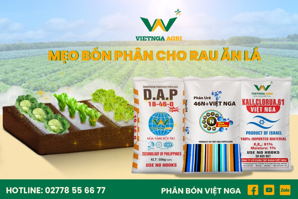 bón phân rau ăn lá