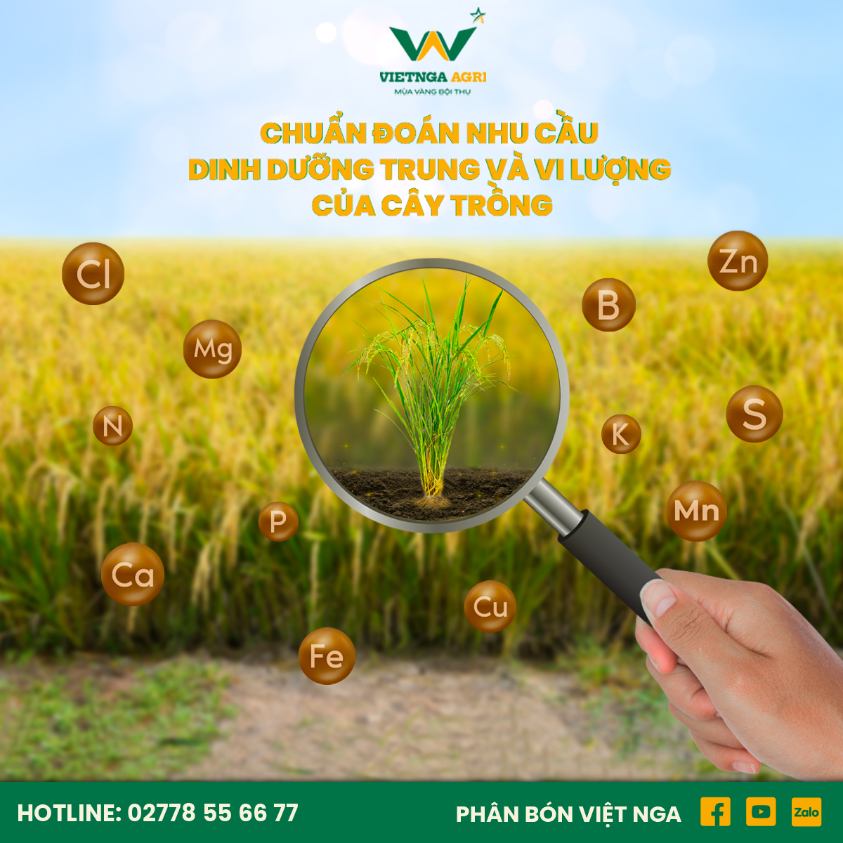 Chẩn Đoán Nhu Cầu Dinh Dưỡng Trung Và Vi Lượng Của Cây Trồng