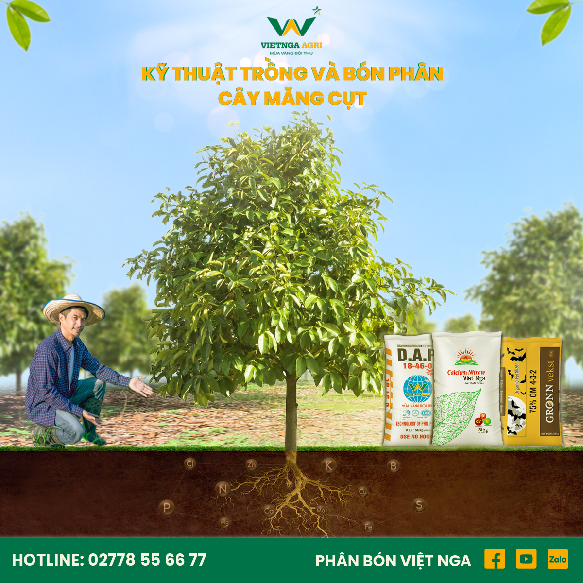 nông dân chăm sóc cây măng cụt