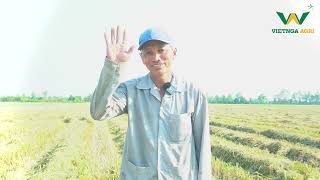 nông dân trúng mùa