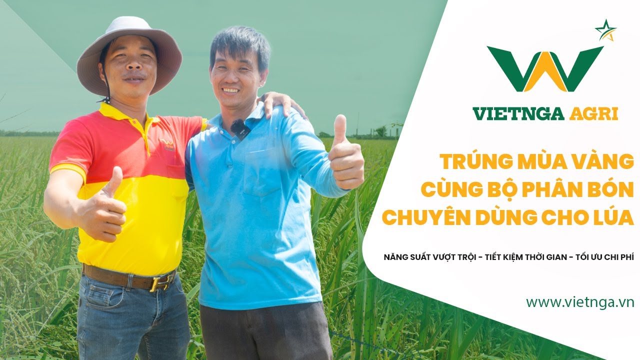 ảnh nông dân năng suất lúa cao