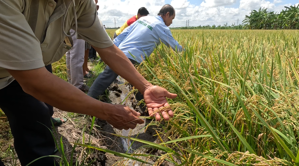 ruộng lúa chú tư - phân chuyên dùng npk một màu