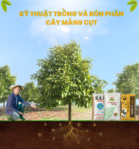 nông dân chăm sóc cây măng cụt