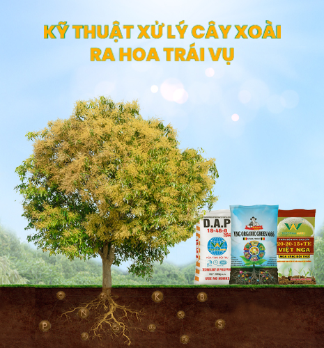 xử lý xoài ra hoa