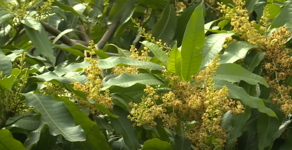 xoài ra hoa trái vụ