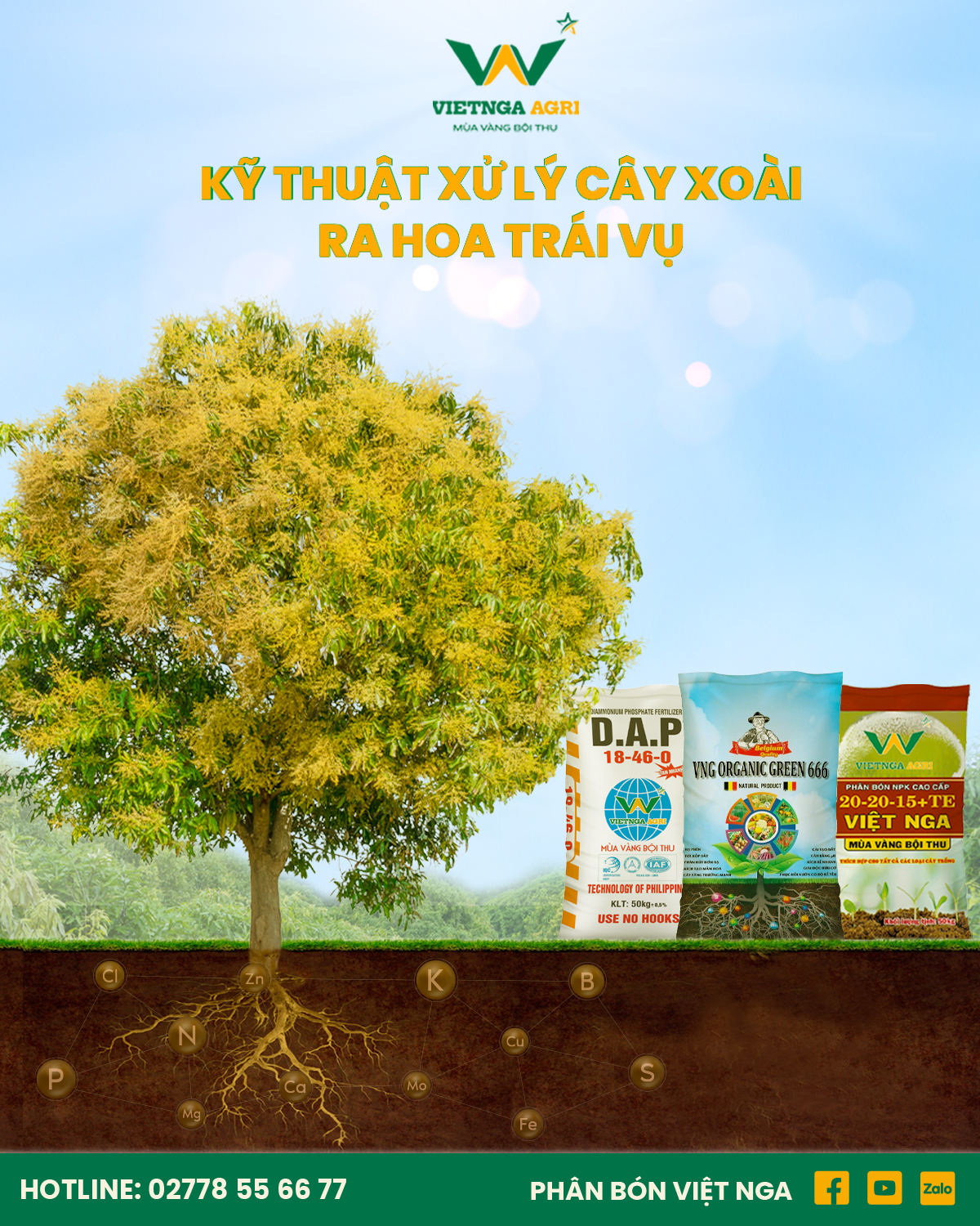 xử lý ra hoa xoài nghịch vụ