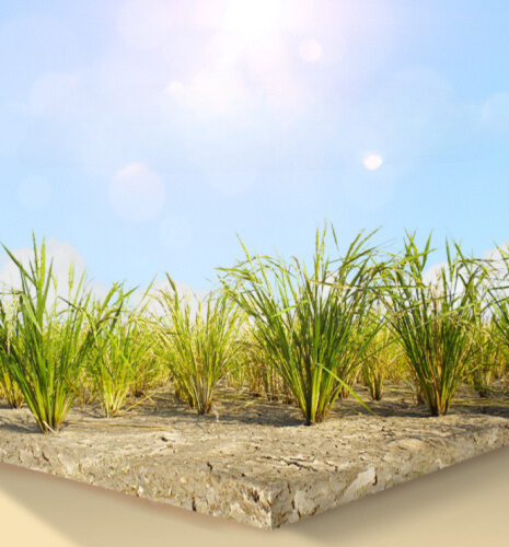 ruộng lúa khô hạn