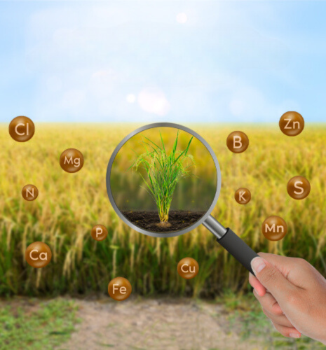 nhu cầu dinh dưỡng