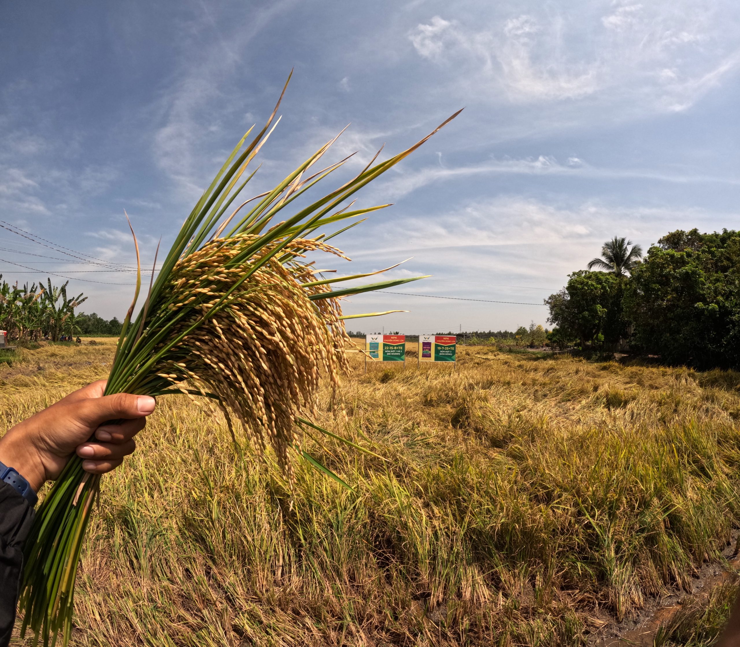 lúa gạo trúng mùa