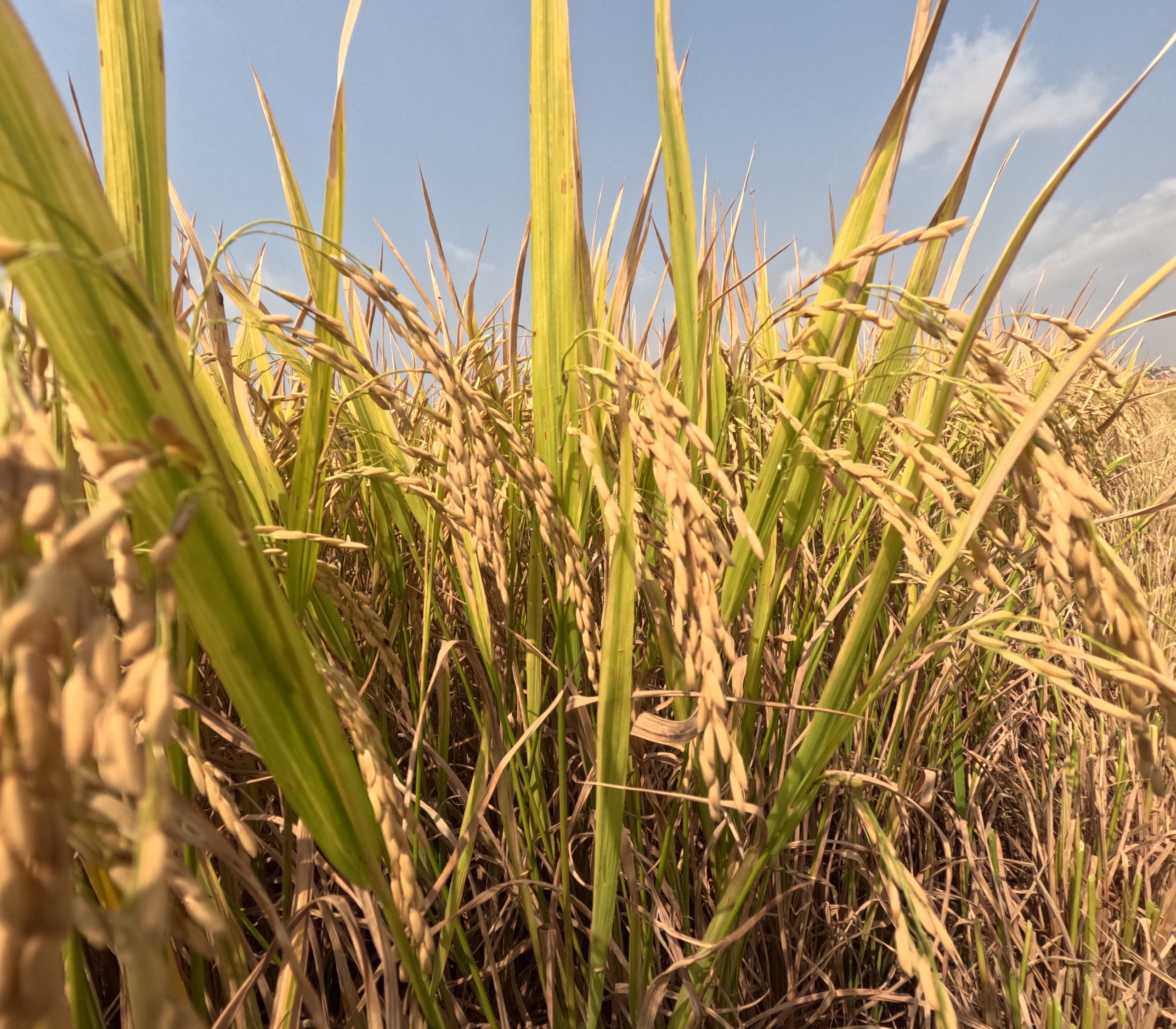 đồng lúa bội thu