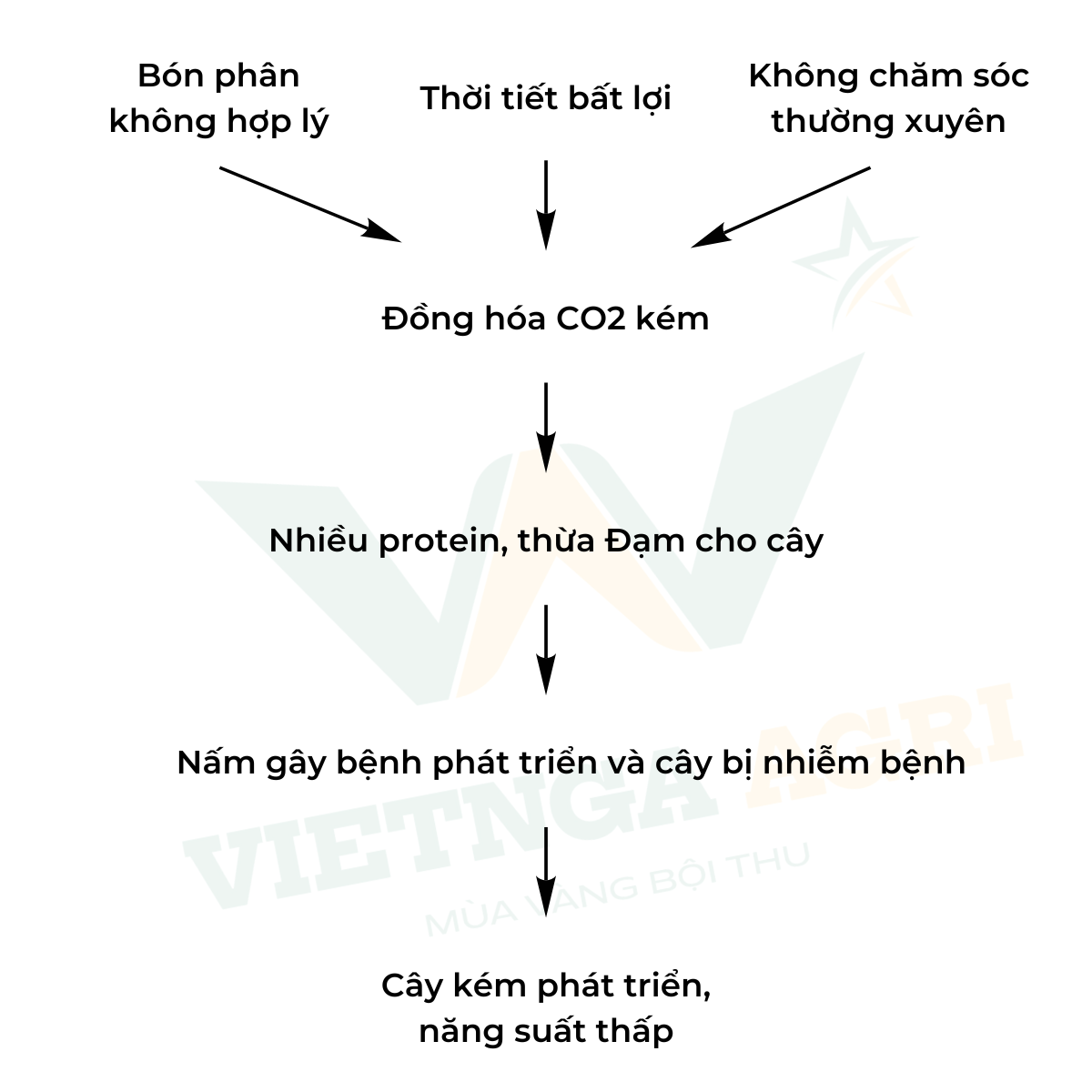 Chuỗi nhân quả khi bón phân cây trồng đạt năng suất thấp