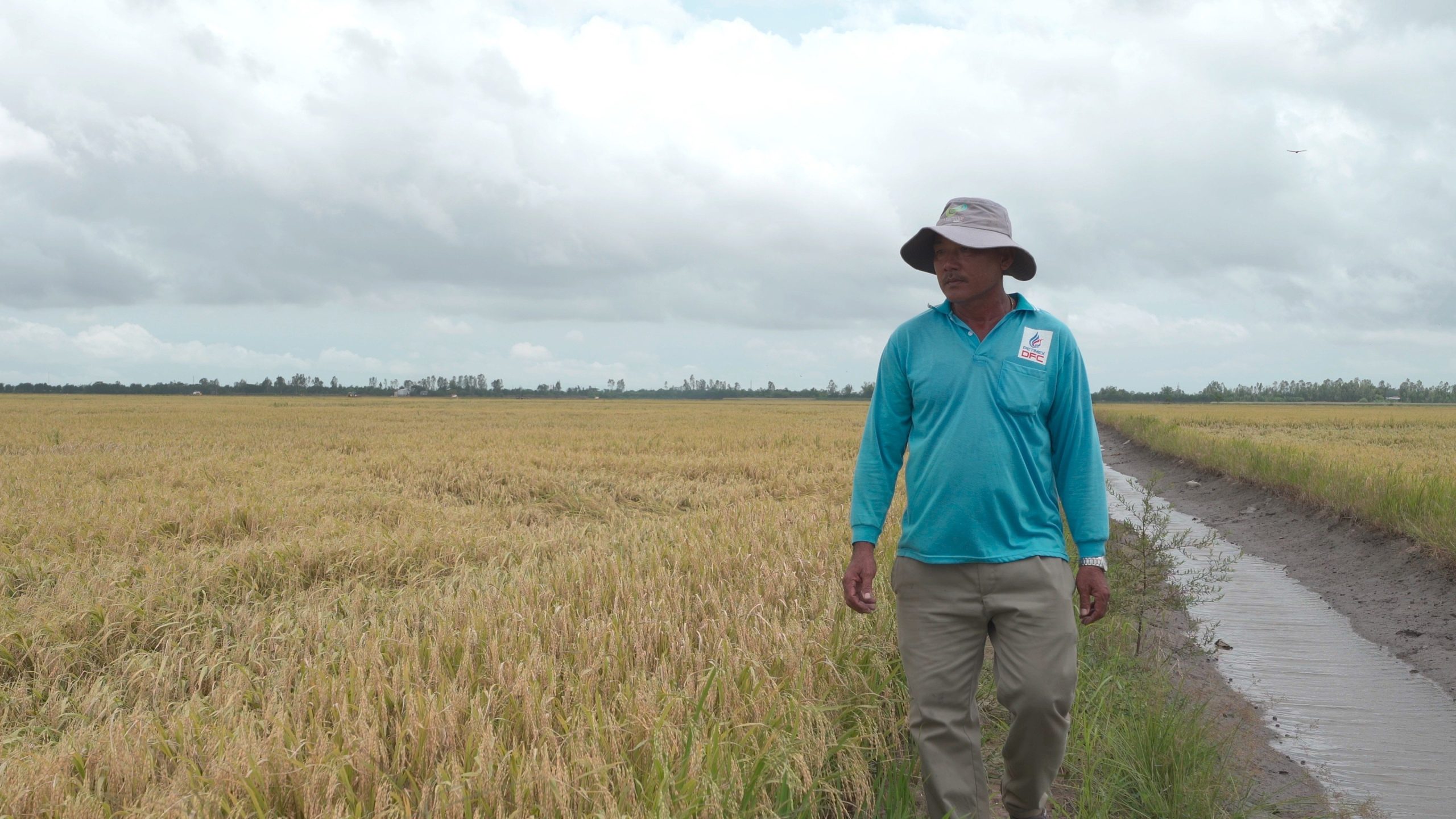 cây lúa khỏe mùa mưa bão