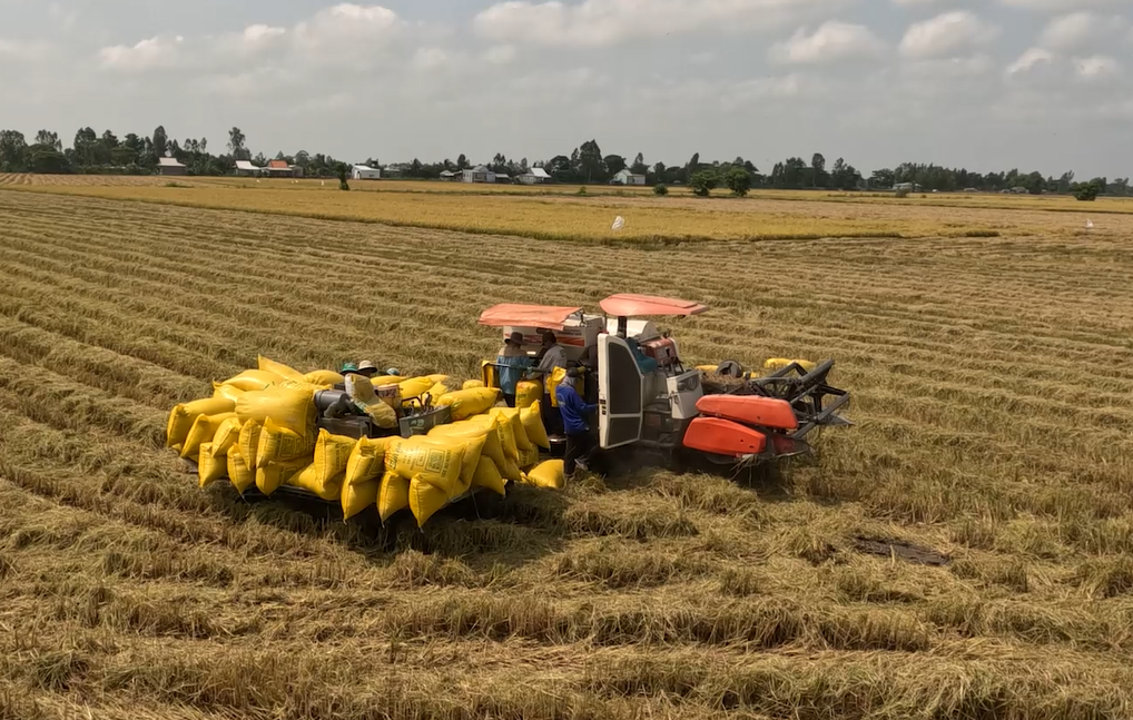 thu hoạch lúa gạo