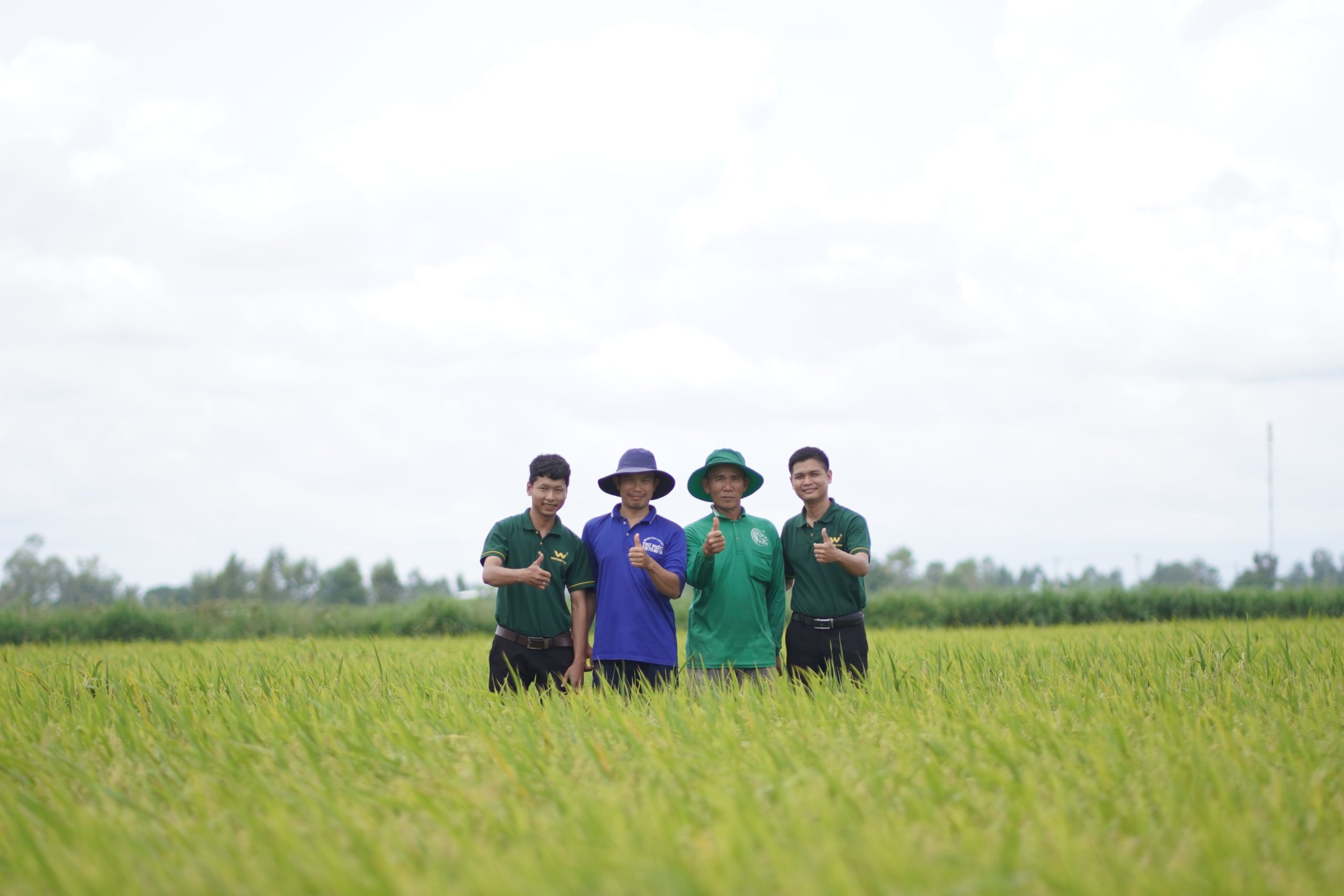 Kỹ thuật canh tác lúa hè thu