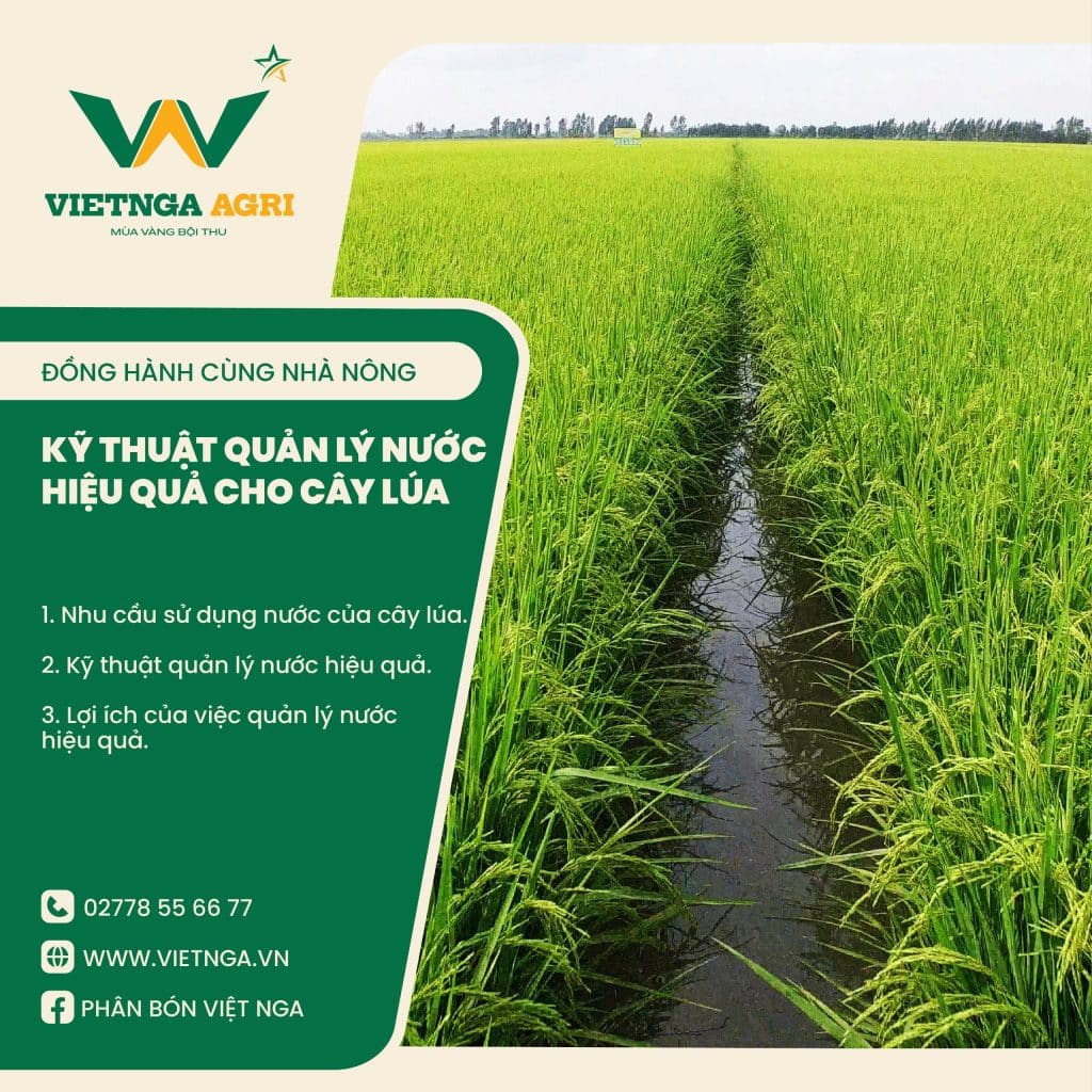 Kỹ thuật quản lý nước cho cây lúa, năng suất lúa