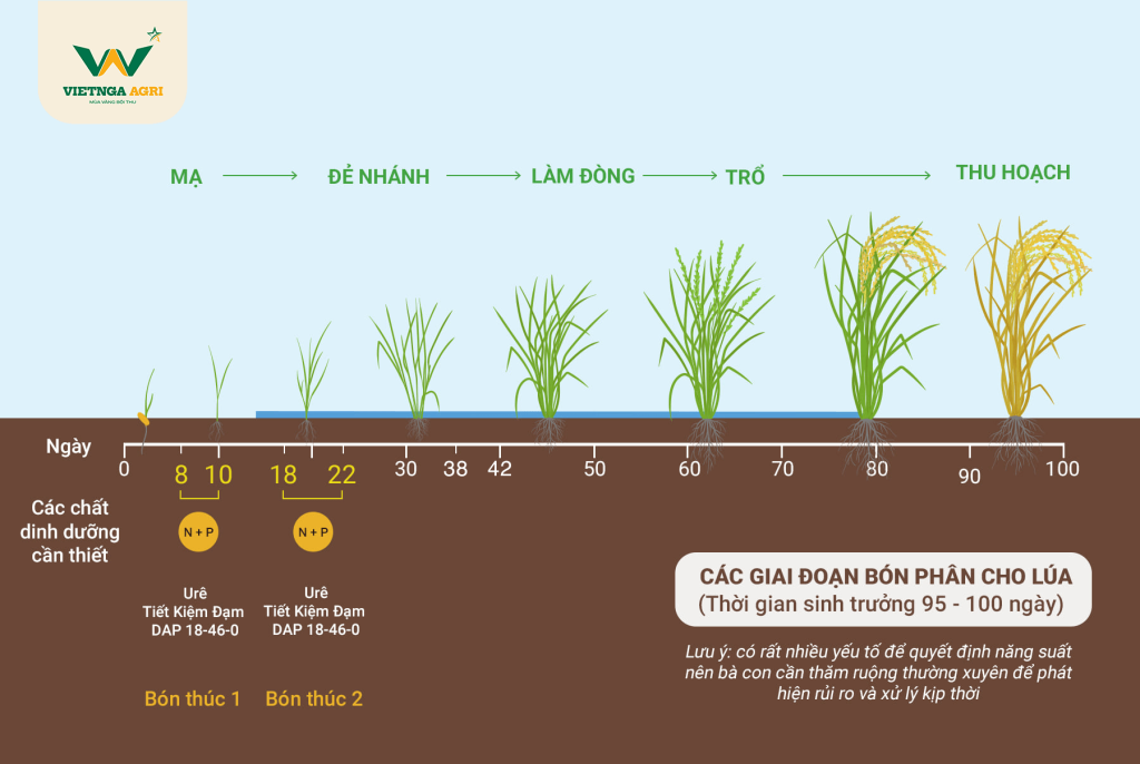 Quy trình bón phân DAP cho cây lúa 