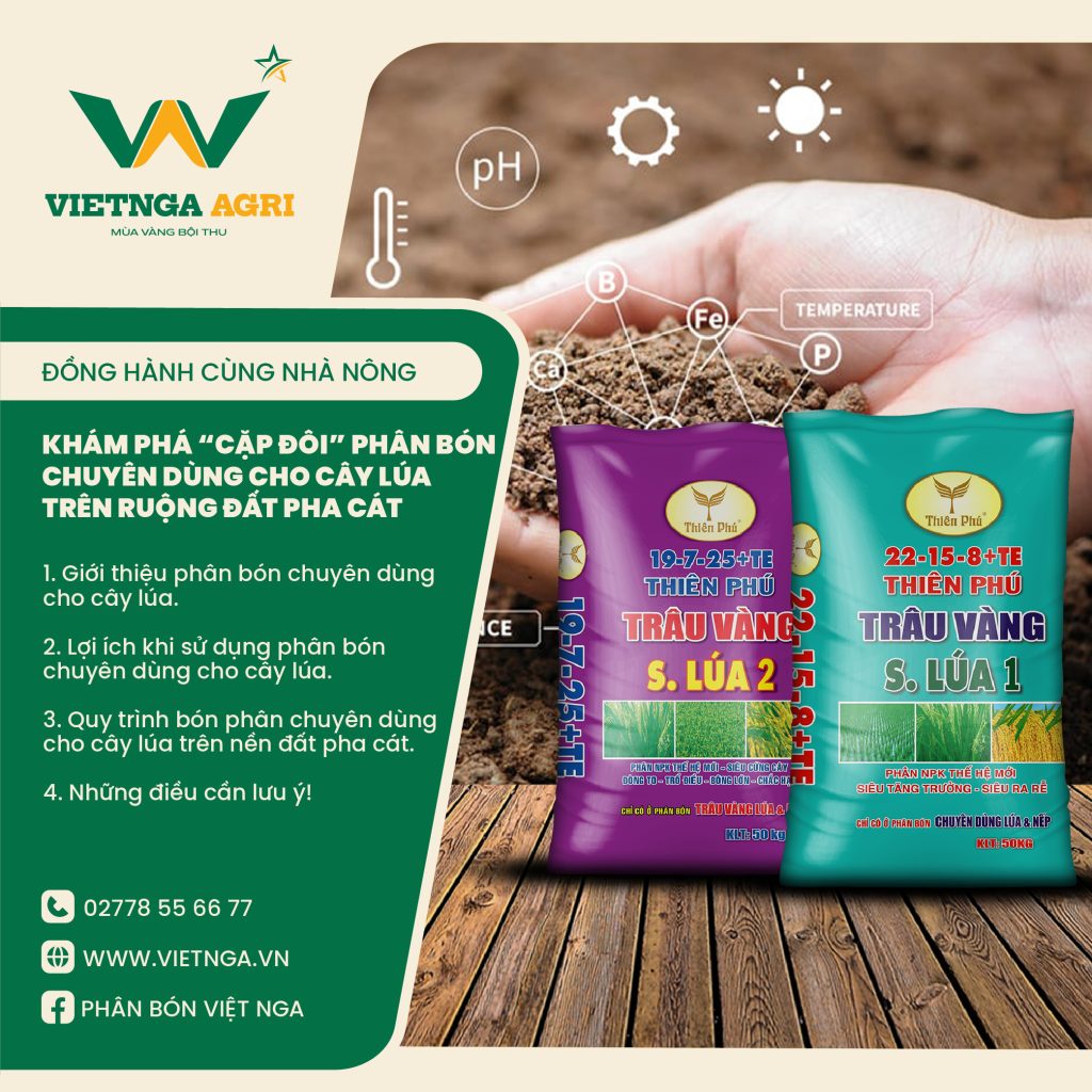 Cặp đôi phân bón chuyên dùng cho lúa trên nền đất pha cát