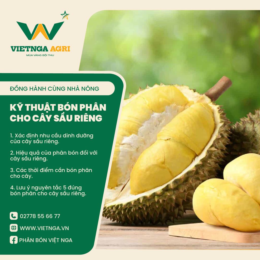 Kỹ thuật bón phân cho cây sầu riêng