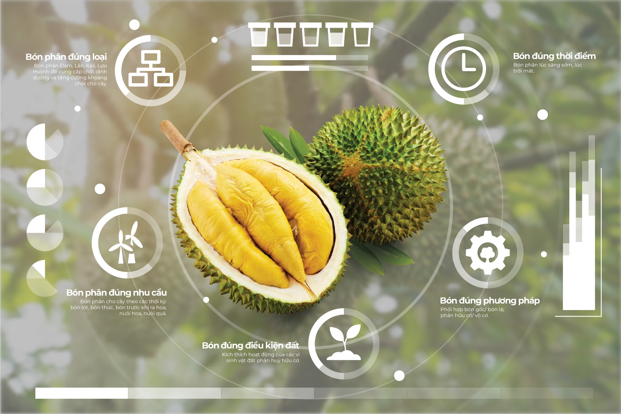 quy tắc bón phân 5 đúng cho cây sầu riêng