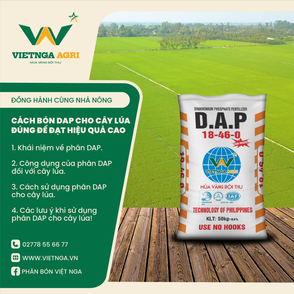 Bón DAP cho cây lúa đúng để đạt hiệu quả cao