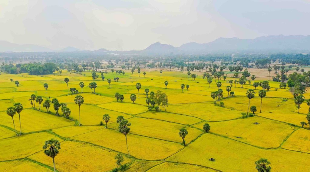 Cánh đồng lúa ở an giang
