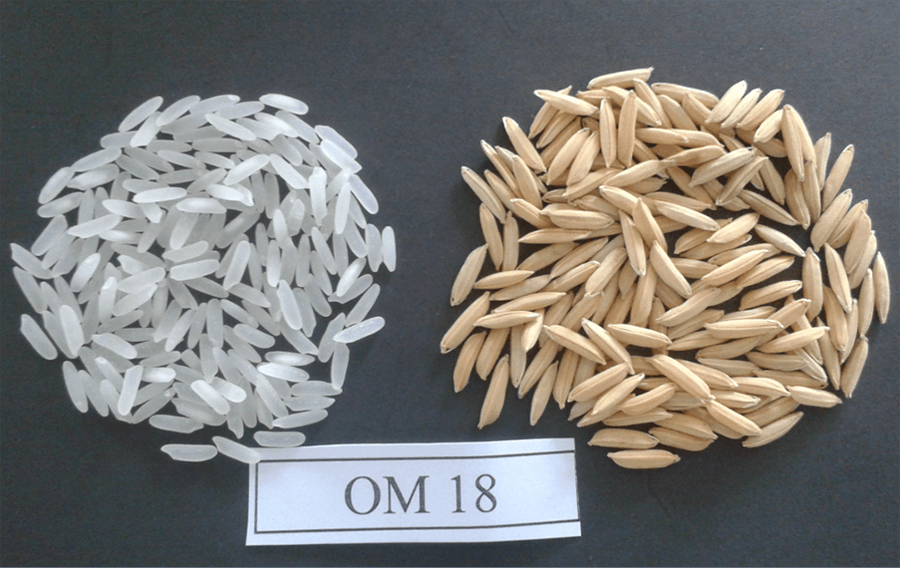 Giống lúa Hè Thu OM18