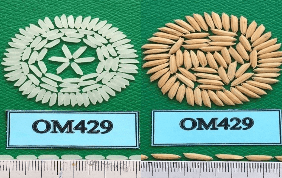 Giống lúa hè thu OM429