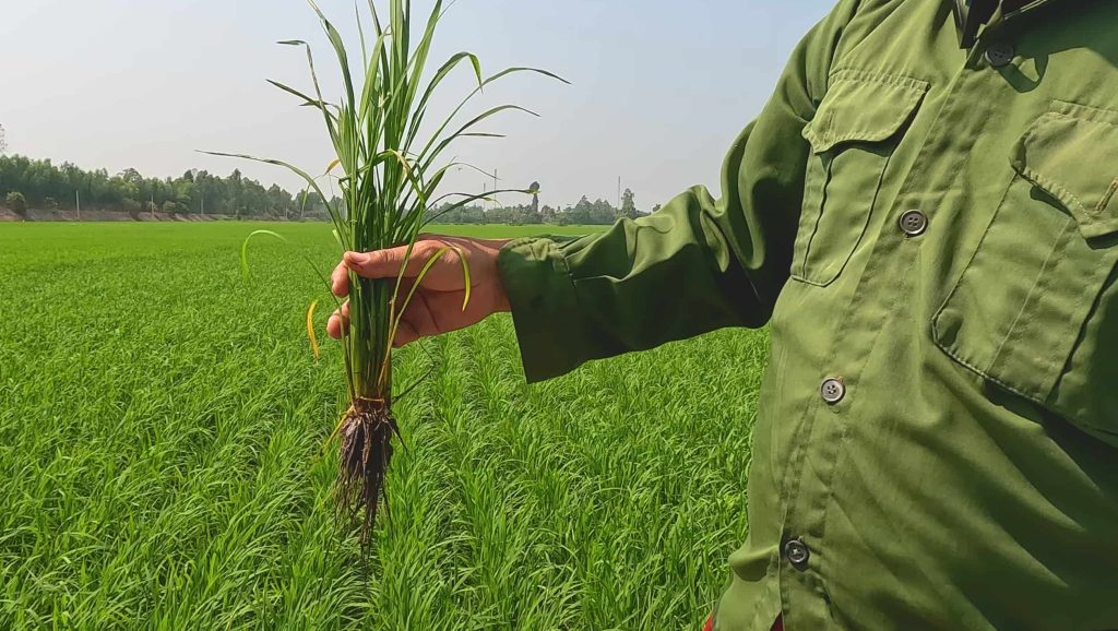 Cây lúa khỏe mạnh khi sử dụng giải pháp phân bón chuyên dùng cho lúa Việt Nga