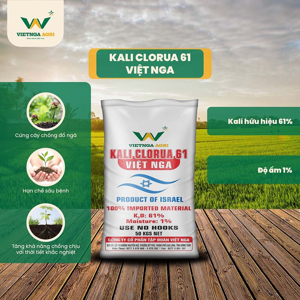 Phân Kali Clorua 61 Việt Nga cung cấp kali trong dạng dễ hấp thụ cho cây, giúp cây tăng cường khả năng chóng chịu bệnh hại