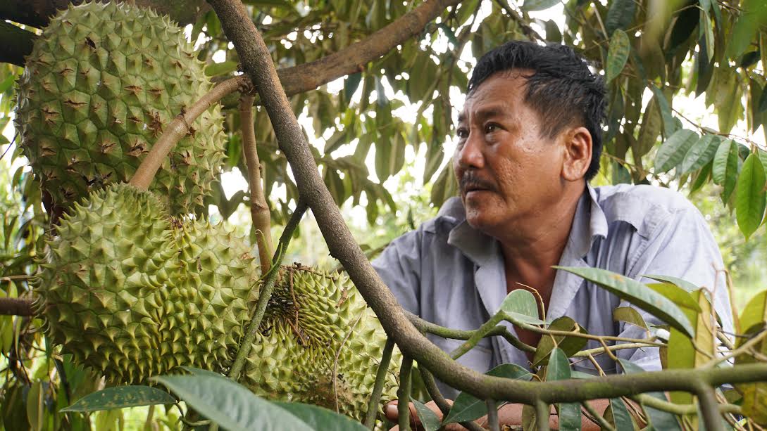 bón phân hữu cơ cho cây sầu riêng