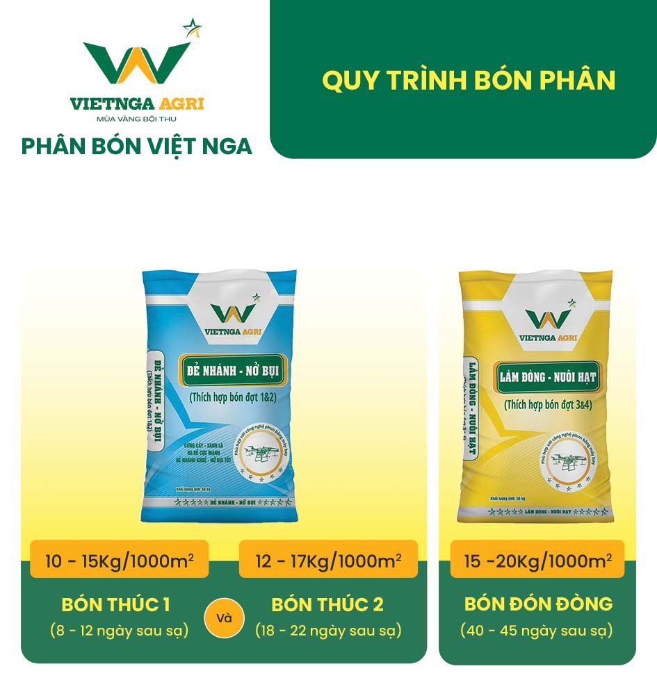 Quy trình bón phân đơn và kỹ thuật bón phân cây lúa hè thu 2