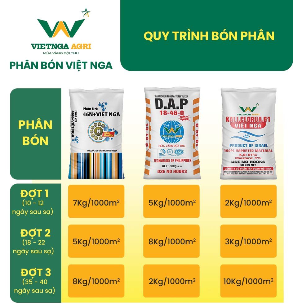 Quy trình bón phân đơn và kỹ thuật bón phân cây lúa hè thu